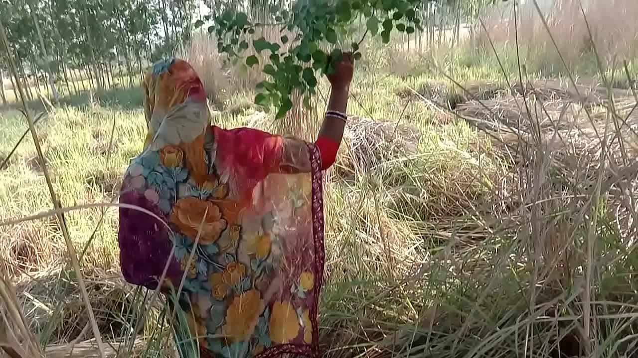 Mother-in-law forcefully fuck in wheat field out door sex